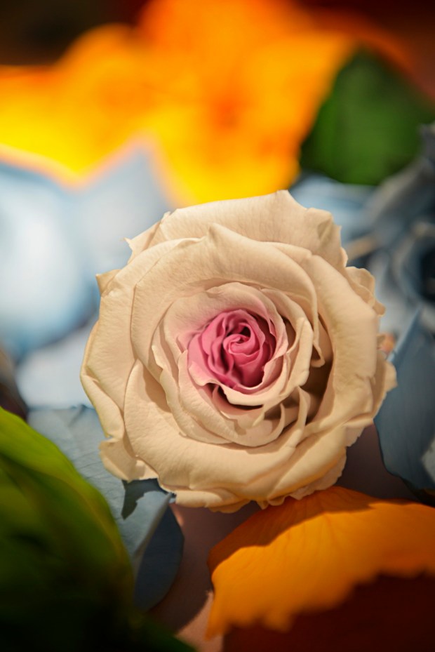 Cariter floral marquetry watch assembly