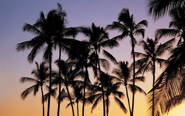 jean paul gaultier classique perfume bereshit בראשית מלון hotel mitzpe ramon מצפה רמון palm tree עצי דקל